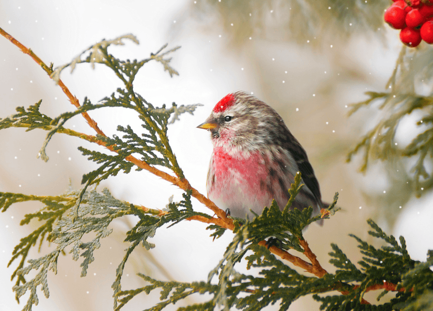 Bird in Winter